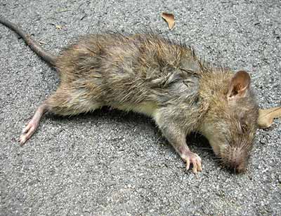 What is hantavirus, the infection thought to have killed three on cruise ship?
